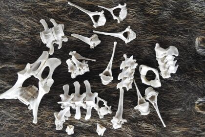 イノシシの骨格標本